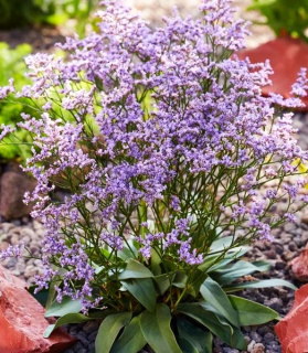 Limonium Dazzle Rocks ®